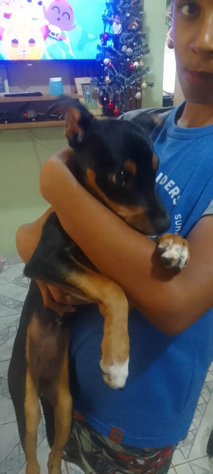 Cachorro ra a SRD-ViraLata com pinsher idade 2 a 6 meses nome Minine