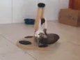 Lakismi