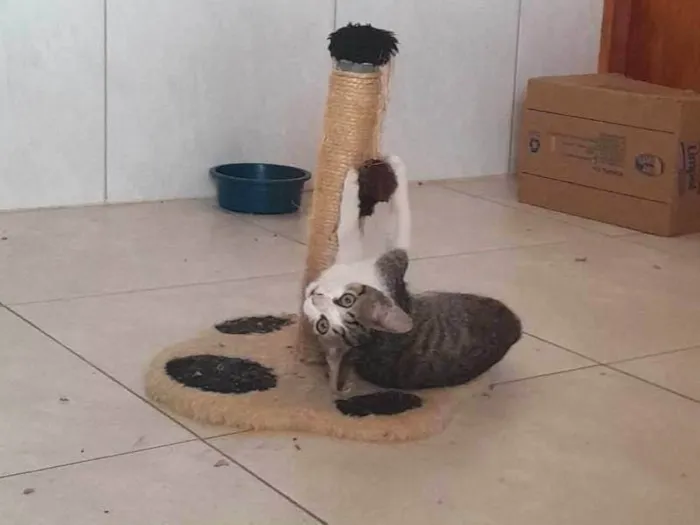 Gato ra a SRD-ViraLata idade 2 a 6 meses nome Lakismi
