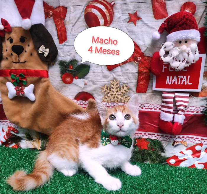 Gato ra a  idade 2 a 6 meses nome Mingau