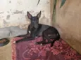 Caçulo Pretim
