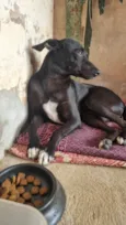 Caçulo Pretim