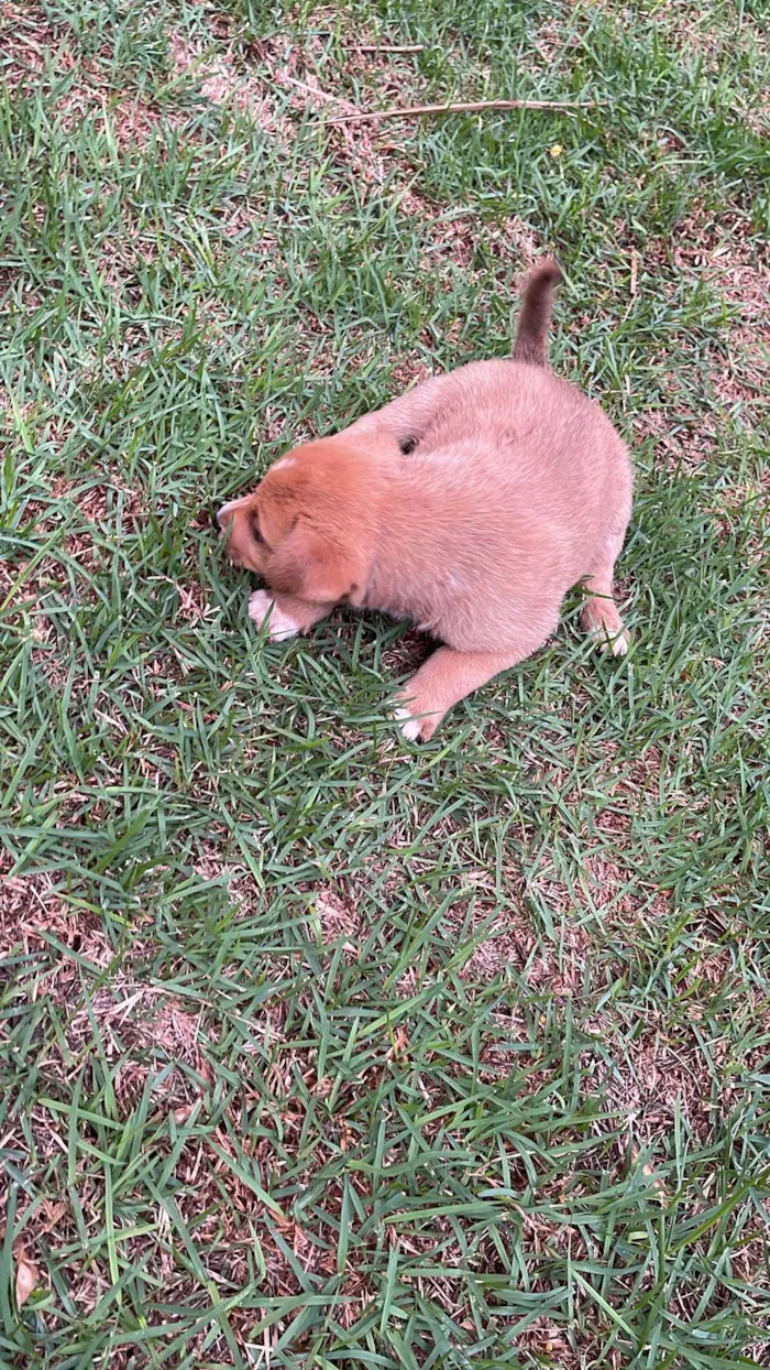 Cachorro ra a A mãe é husky o pai não sabemos idade Abaixo de 2 meses nome Bebes 