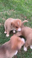 Bebes