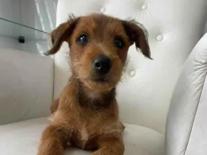 Cachorro raça SRD-ViraLata idade 2 a 6 meses nome Tico