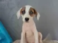 Bebês