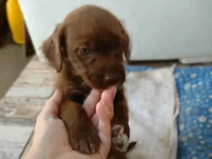 Cachorro raça Shitzu com vira lata  idade Abaixo de 2 meses nome Sem nome 