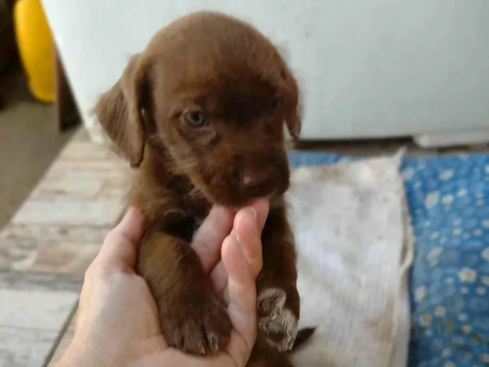 Cachorro ra a Shitzu com vira lata  idade Abaixo de 2 meses nome Sem nome 