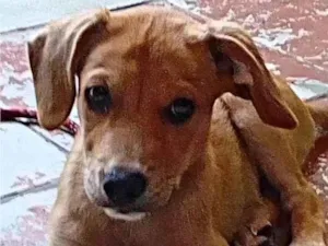 Cachorro raça SRD idade 2 a 6 meses nome Sem nome 