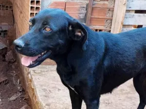 Cachorro raça Mestiça idade 2 anos nome Duquesa