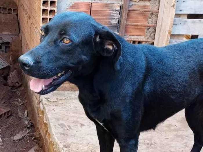 Cachorro ra a Mestiça idade 2 anos nome Duquesa