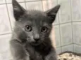 Tom 