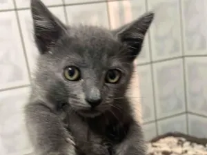 Gato raça SRD-ViraLata idade Abaixo de 2 meses nome Tom 