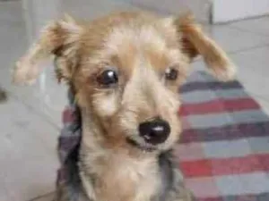 Cachorro raça Yorkie  idade 5 anos nome Chiquita 
