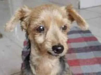 Cachorro ra a Yorkie  idade 5 anos nome Chiquita 