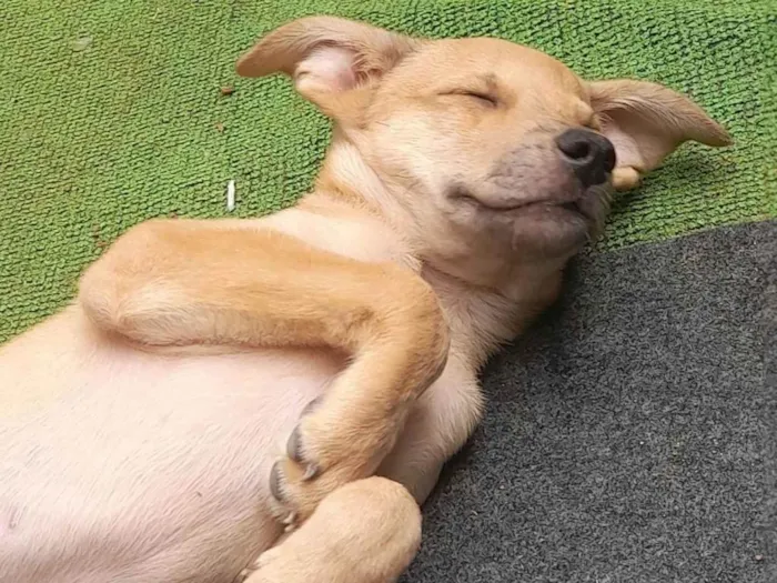 Cachorro ra a Sem raça definida idade 2 a 6 meses nome Teddy