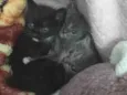 Gatinhos de 1 mes