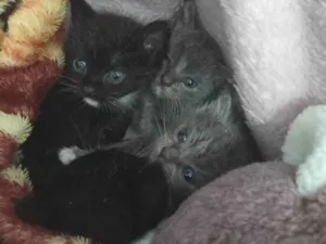 Gato raça Sem idade Abaixo de 2 meses nome Gatinhos de 1 mes