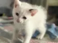 Mia