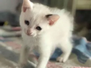 Gato raça SRD idade Abaixo de 2 meses nome Mia