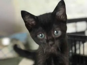 Gato raça SRD-ViraLata idade Abaixo de 2 meses nome Lupita
