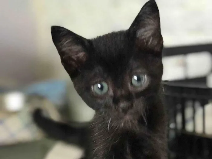 Gato ra a SRD-ViraLata idade Abaixo de 2 meses nome Lupita