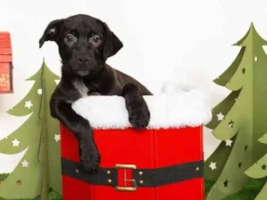 Cachorro raça SRD-ViraLata idade 2 a 6 meses nome Jorginho 