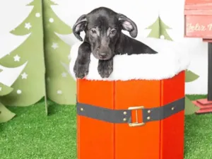 Cachorro raça SRD-ViraLata idade 2 a 6 meses nome Leleco 
