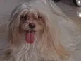 PEROLA
