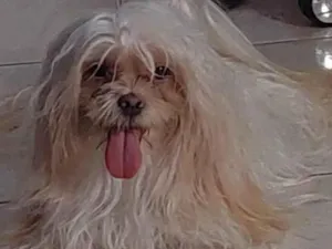 Cachorro raça Lhasa Apso idade 2 anos nome PEROLA
