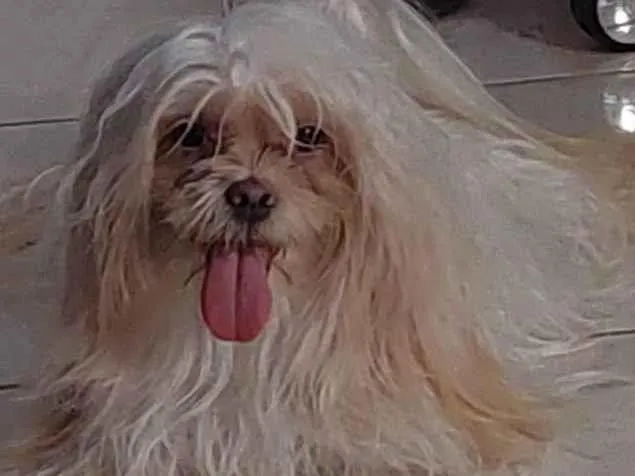 Cachorro ra a Lhasa Apso idade 2 anos nome PEROLA