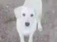 5. Labradores