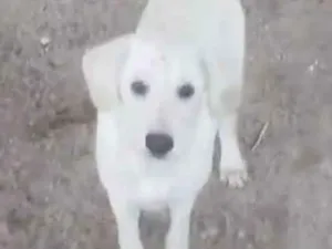 Cachorro raça Labrador  idade 2 a 6 meses nome 5. Labradores