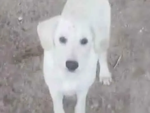 Cachorro ra a Labrador  idade 2 a 6 meses nome 5. Labradores