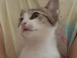 Gato raça SRD-ViraLata idade 2 a 6 meses nome Lakismi