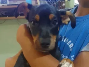 Cachorro raça SRD-ViraLata com pinsher idade 2 a 6 meses nome Minine