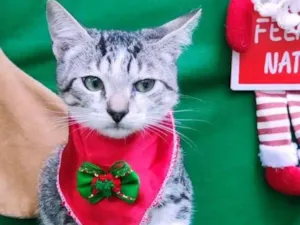 Gato raça  idade 2 a 6 meses nome Dino