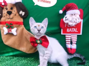 Gato raça  idade 2 a 6 meses nome Margot