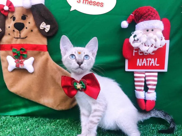 Gato ra a  idade 2 a 6 meses nome Margot