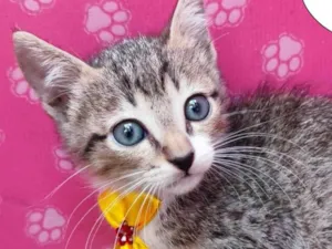 Gato raça  idade 2 a 6 meses nome Vitor