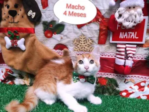 Gato raça  idade 2 a 6 meses nome Mingau
