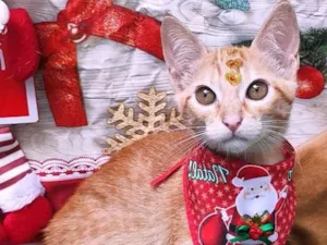 Cachorro raça  idade 2 a 6 meses nome Vera