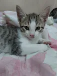 Dexter