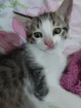 Dexter