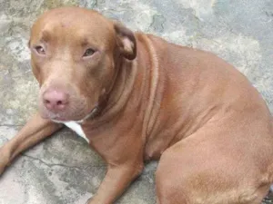 Cachorro raça Pitbull  idade 1 ano nome Pandora 