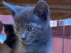 Gato raça Srd idade Abaixo de 2 meses nome Theo