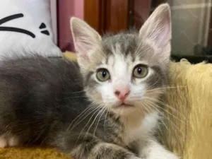 Gato raça Srd idade Abaixo de 2 meses nome Bibiano 