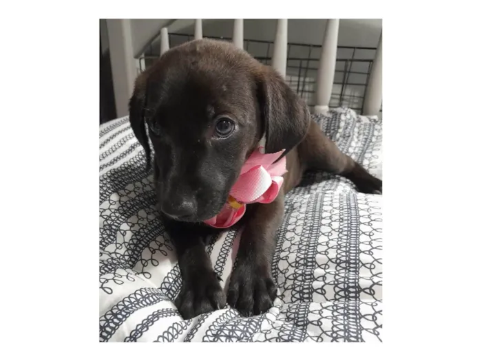 Cachorro ra a SRD-ViraLata idade 2 a 6 meses nome Filhotes 2 meses