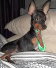 Chico
