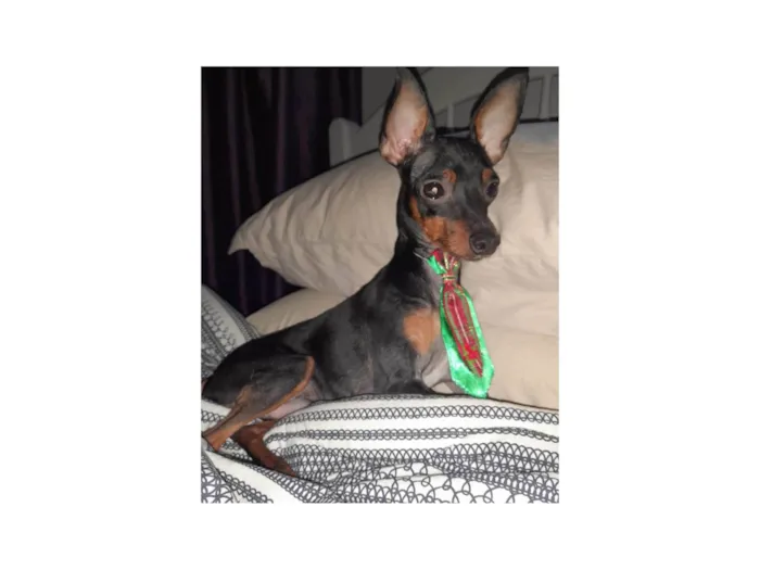 Cachorro ra a Pincher idade 7 a 11 meses nome Chico